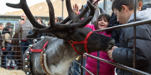 Un ren com a centre d’atenció dels infants, al Poblet de l’any passat.