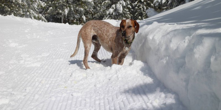Un gos domèstic es diverteix en la neu.