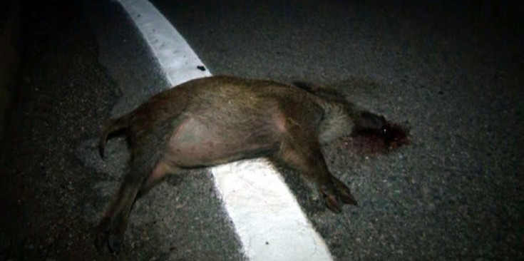Accident a la C-14 amb un porc fer implicat.