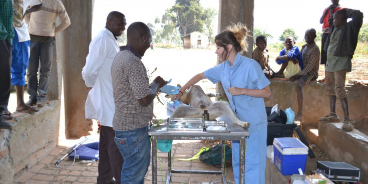 Una voluntària vacuna un gos a Uganda.
