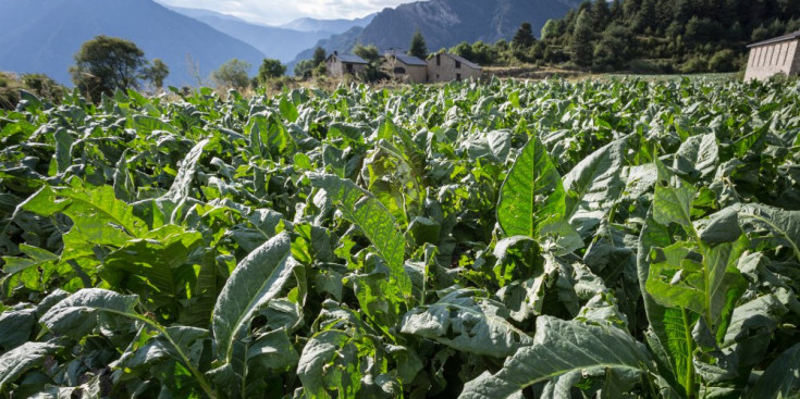 Plantació de tabac a Engolasters fotografiada l’estiu passat.