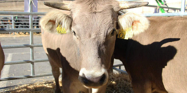 Imatge del bestiar dels ramaders.