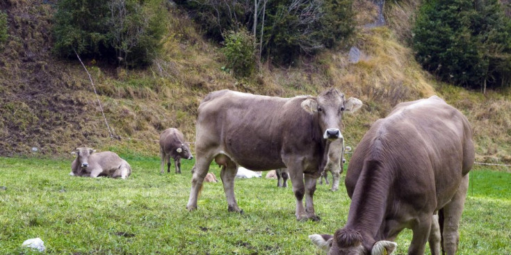 Un grup de vaques pastura al Principat.