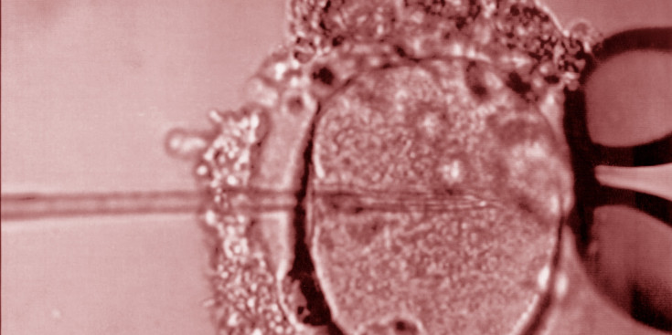Fecundació d’un òvul ‘in vitro’ vista a través de l’augment del microscopi.