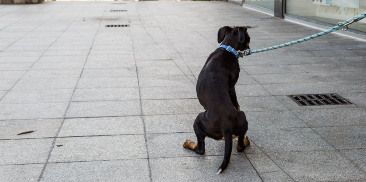 Un gos passeja per un carrer d'Andorra la Vella.