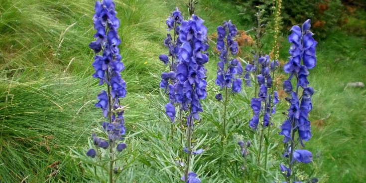 La planta Tora Blava, també anomenada escanyallops.