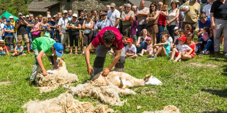 Tres homes xollen ovelles amb tisora a l'edició de la Fira d'Arrós de Cardós de l'any passat.