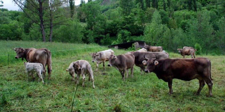 Un ramat de bestiar pastura pel Pirineu.