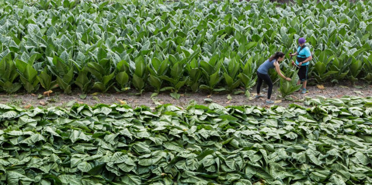 Dues persones cullen les plantes de tabac en un camp del país.