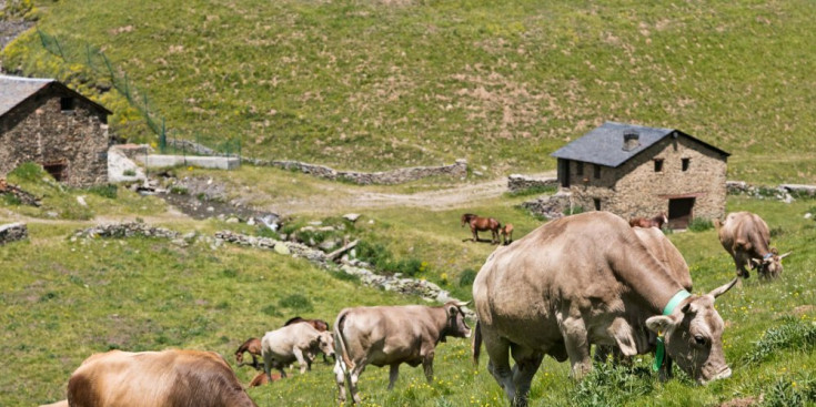 Vaques i eugues pasturen a la zona de Setúria, ahir.