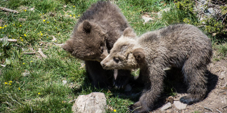 Els dos óssos nascuts fa uns cinc mesos a Naturlandia, fills de la Iaia i el Julio.
