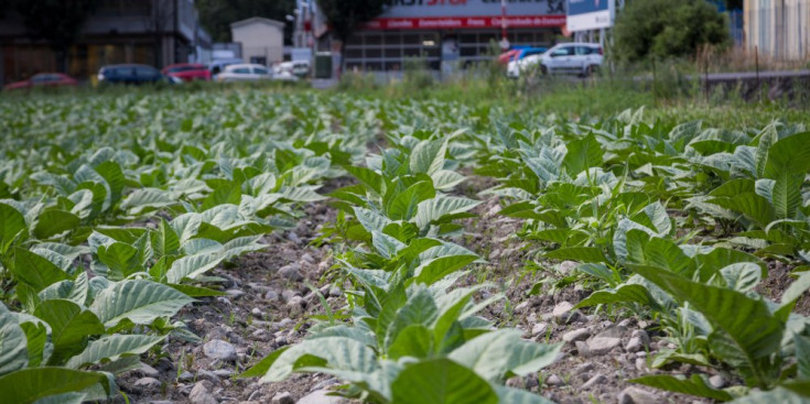 Plantes de tabac en creixement a la Borda Mateu de Sant Julià de Lòria.