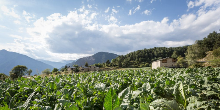 Una plantació de tabac afectada per les pedregades d’aquest estiu a la zona d’Engolasters.