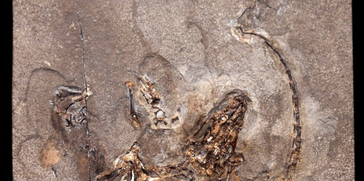 Un exemple de fòssil.