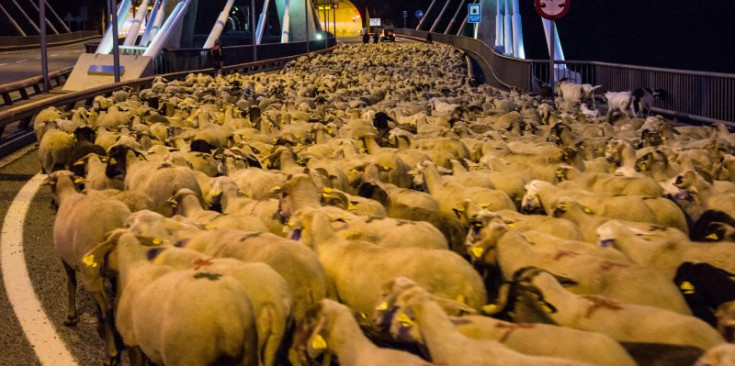 Les ovelles al seu pas pel túnel de les Dos Valires.