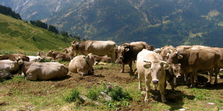 Vaques brunes al PN Alt Pirineu.