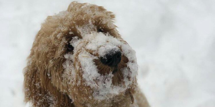 La gosseta Leia jugant amb la neu a Anyós, avui.