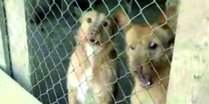 Captura d’imatge de dos gossos a les barraques del passeig del Rec de l’Obac.