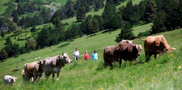 Caps de bestiar a la vall de Setúria, on pasturaran tot l’estiu, i un grup de gent que es passeja pels prats abans de la benedicció dels animals.