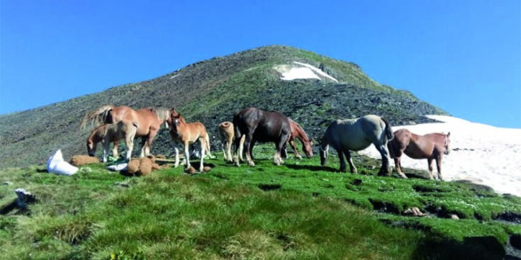 Un grup de cavalls pasturant.