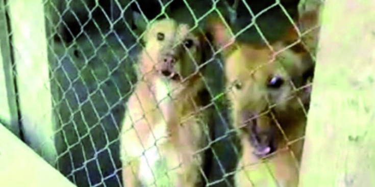 Captura d’imatge de dos gossos a les barraques del Rec de l’Obac.