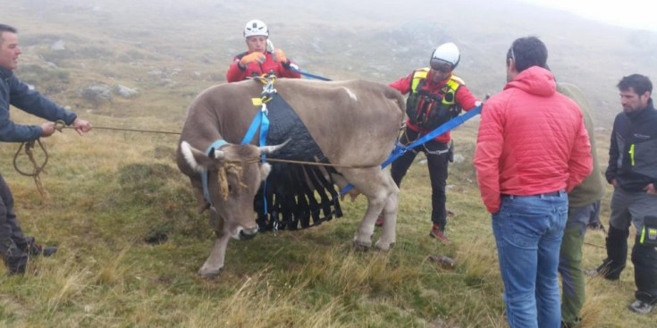 Bombers i ramaders treballen per col·locar l’arnès a la vaca que van rescatar.