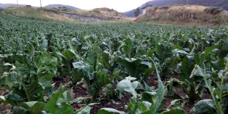 Cultius de tabac afectats per les pedregades de la zona d’Aldosa a la parròquia de Canillo, dissabte passat