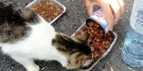 Un gat feral d'Andorra és alimentat per una voluntària.