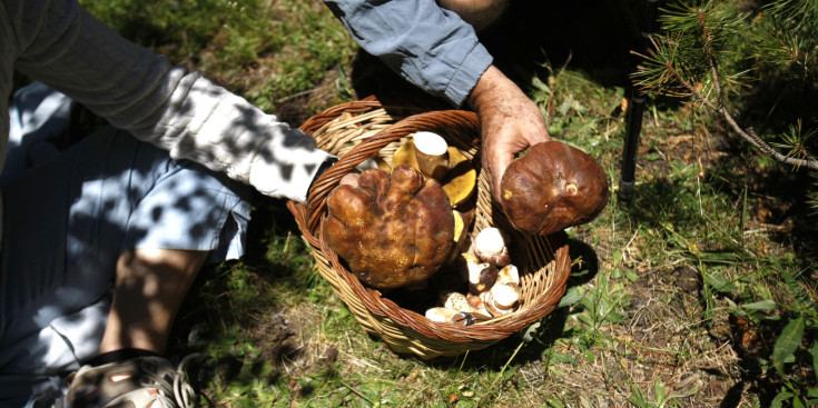 Boletaires recollint bolets als boscos d’Andorra.