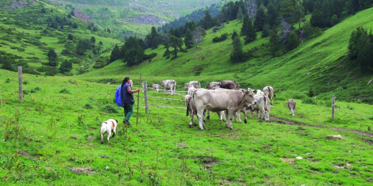 La vaquera Rosa Vidal amb el bestiar a la vall de Setúria.