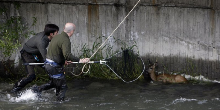Els banders rescatant un cabirol al riu Valira l’any 2013.