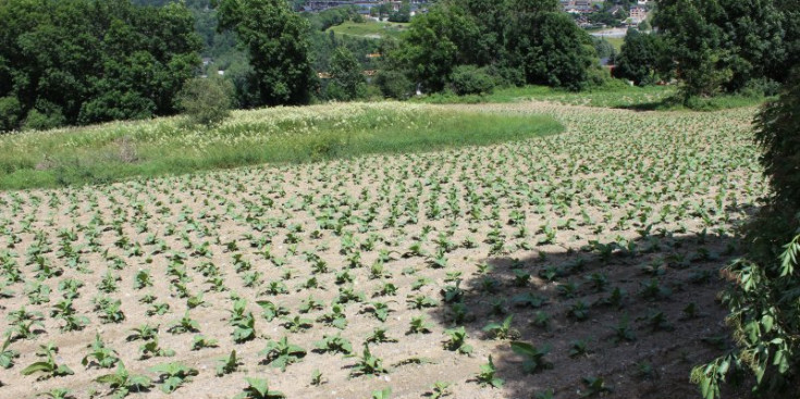 Una plantació de tabac a la parròquia de la Massana.