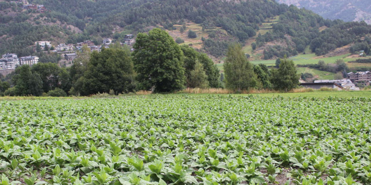 Una plantació de tabac a la Massana. / EL PERIÒDIC