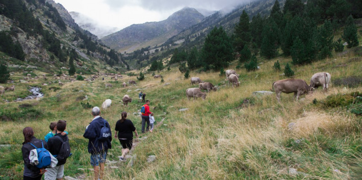 Un grup d’excursionistes passegen entre el bestiar que pastura des d’ahir a la vall de Rialb, a Ordino.