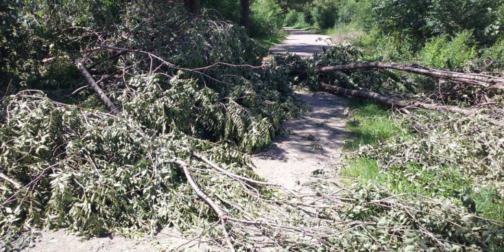 Arbres caiguts per la forta ventada al camí d’Alàs.