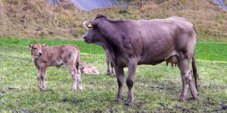 Imatge d’arxiu de vaques brunes als prats d’Ordino.