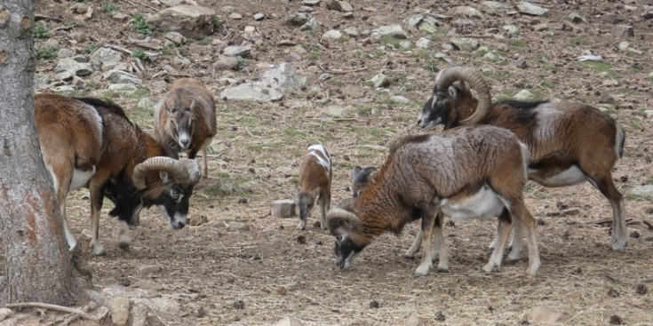 La reserva catalana Wild Forest.