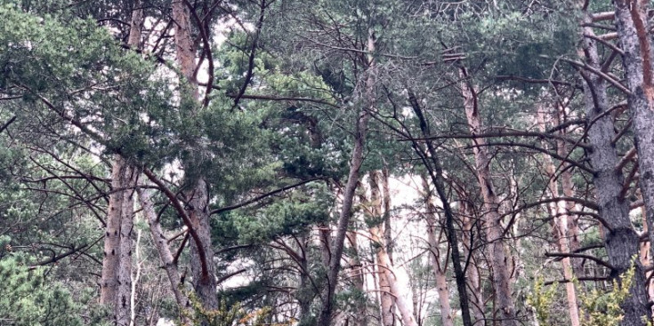 Una zona de bosc a la Massana.