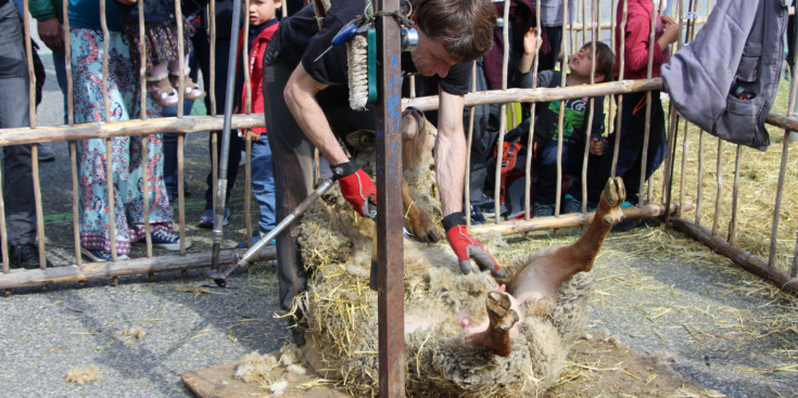 Demostració de xollar ovelles.