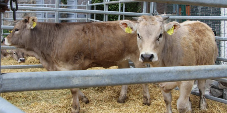 La fira del bestiar d’Ordino.