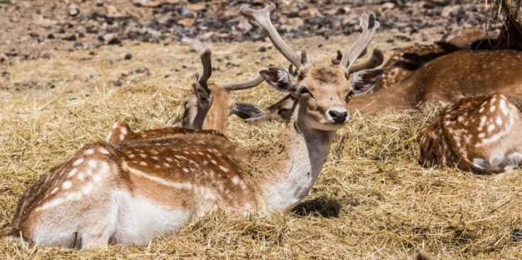 Uns animals en el parc de Naturlandia