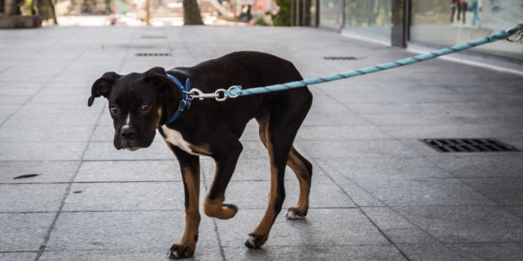 Foto d’un gos que passeja lligat amb la corretja.