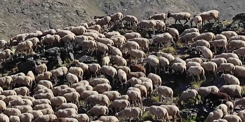 Un ramat d’ovelles pastura al Comapedrosa.