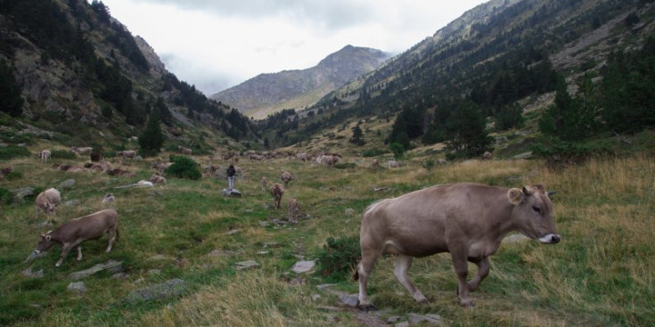 Una imatge d’arxiu del paisatge i la naturalesa de la vall de Sorteny.