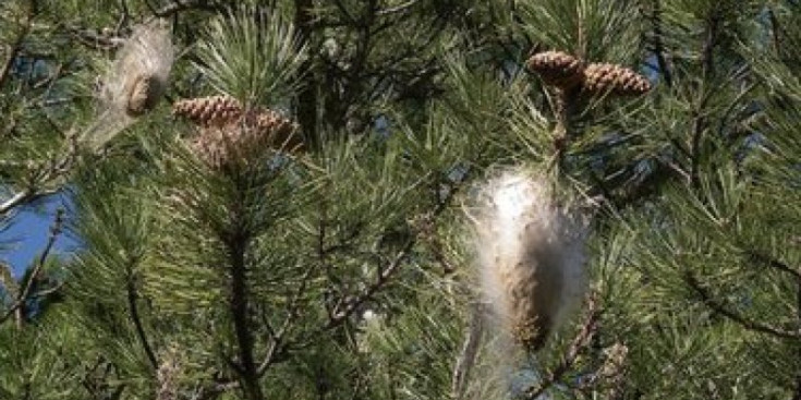 Imatge d'arxiu d'arbres afectats per la processionària del pi.