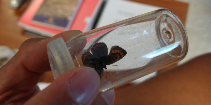 Imatge d’una papallona Lycaena helle que van estudiar els tècnics d’Andorra Recerca i Innovació.