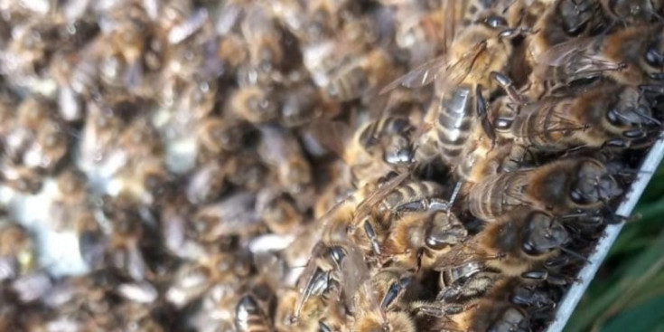 Unes abelles en un rusc.