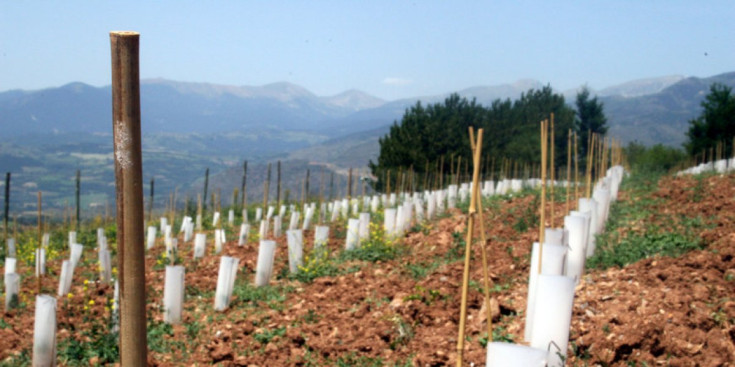 Una zona de la plantació de Freixenet a la comarca de la Cerdanya.