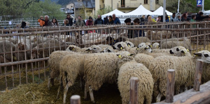 Les ovelles a la Fira del bestiar, dissabte passat.