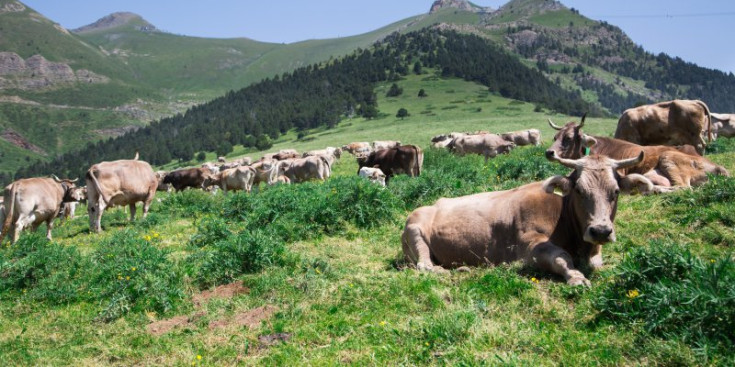 Benedicció del bestiar a la Vall de Setúria, el passat juliol